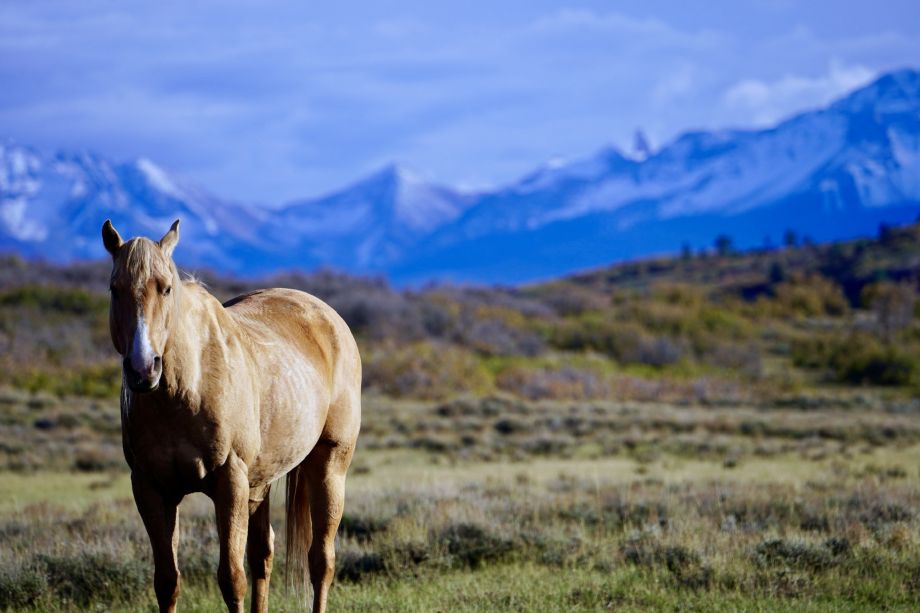 telluride horseback riding Telluride CO